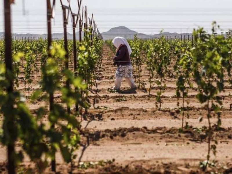 Solo 50% de los campos agrícolas ofrecen servicio de salud