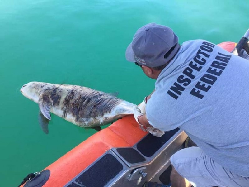 Muere vaquita marina por red de pescadores