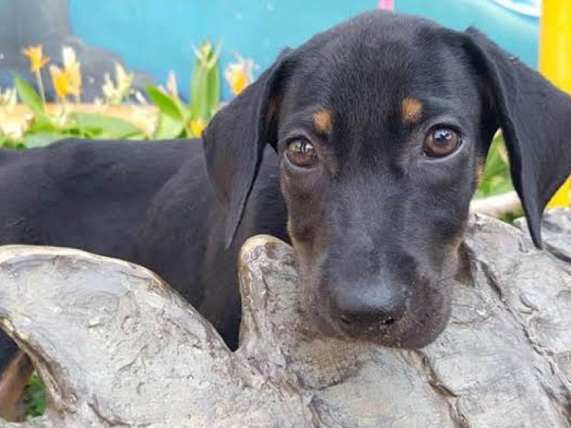 Solo una de cada 10 mascotas son adoptadas en Zihuatanejo
