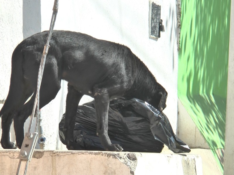 Son envenenados 30 caninos en albergue de León