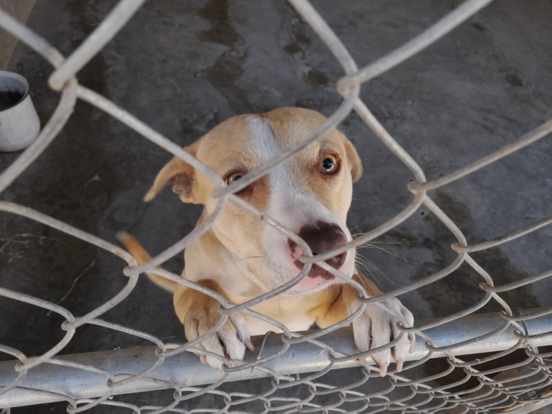 Son más de 200 mascotas esterilizadas por el CCA