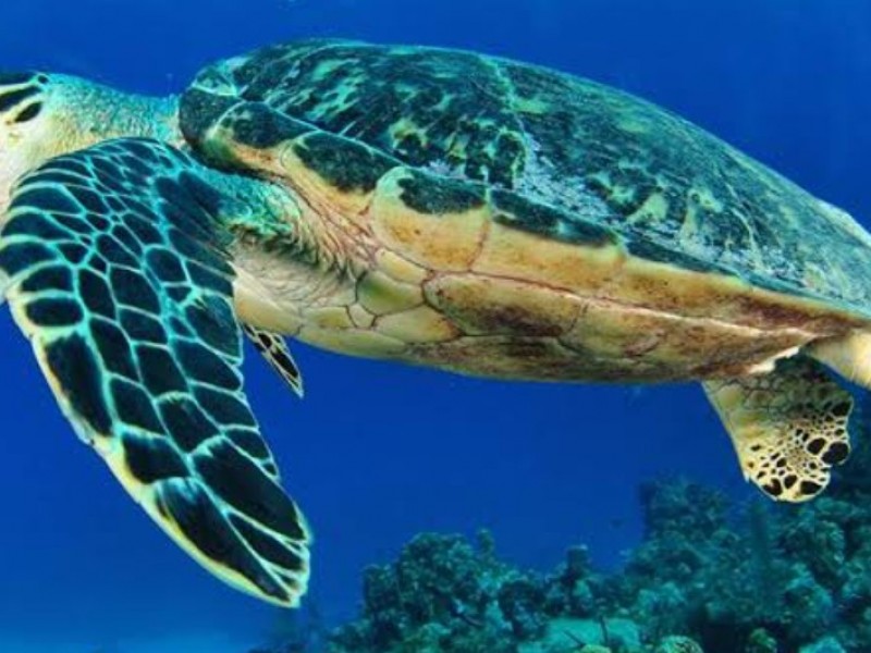 Son ocho puntos para protección de Tortuga Marina en SC