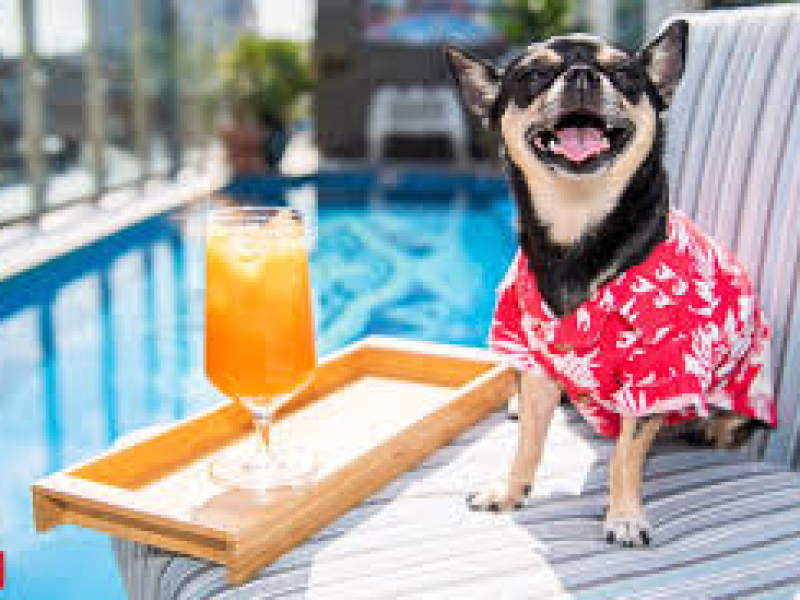 Son pocos los hoteles petsfriendly en Ixtapa-Zihuatanejo