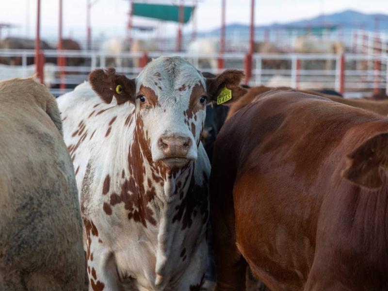 Sonora busca duplicar la exportación de ganado pese al gusano barrenador