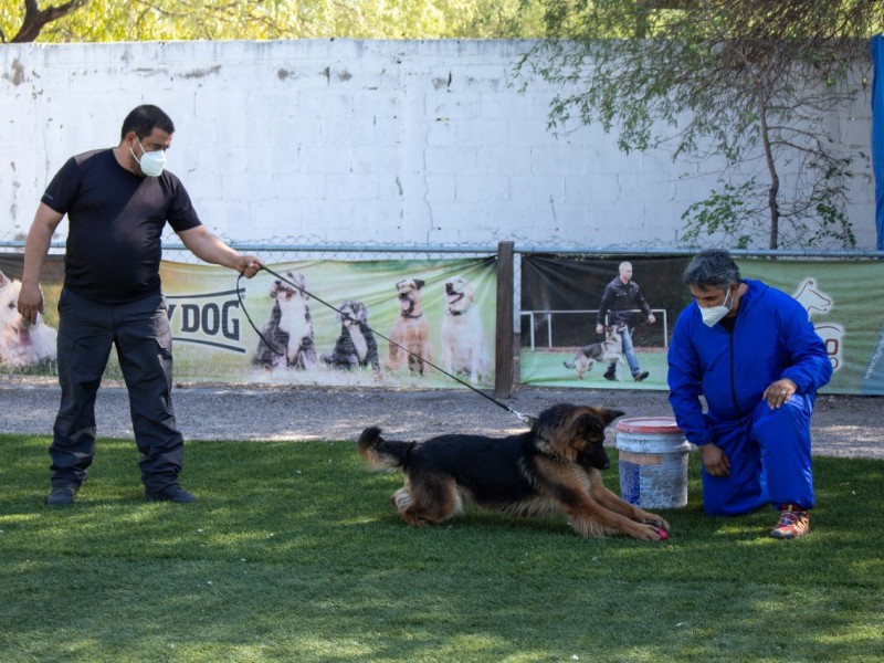 Sonora contará con perros que detectan el coronavirus