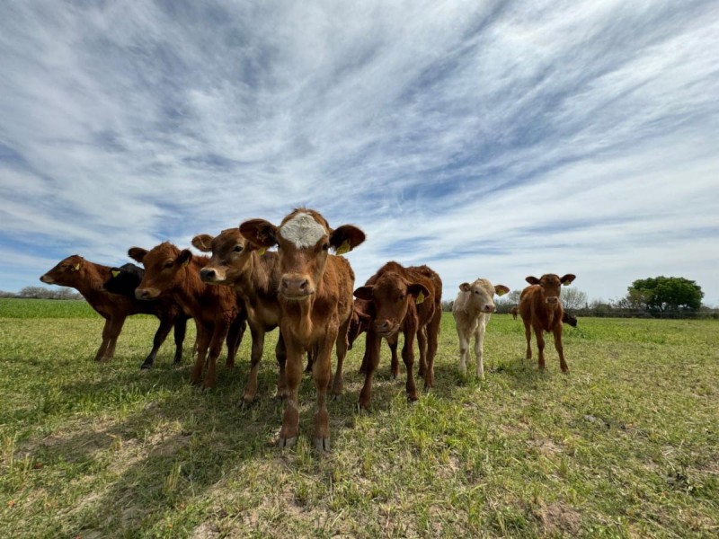 Sonora destaca en producción de carne de cerdo y huevo