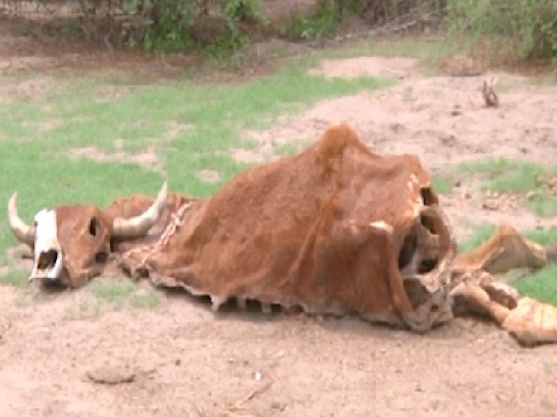 Sonora; El calor es causa de muerte en el ganado