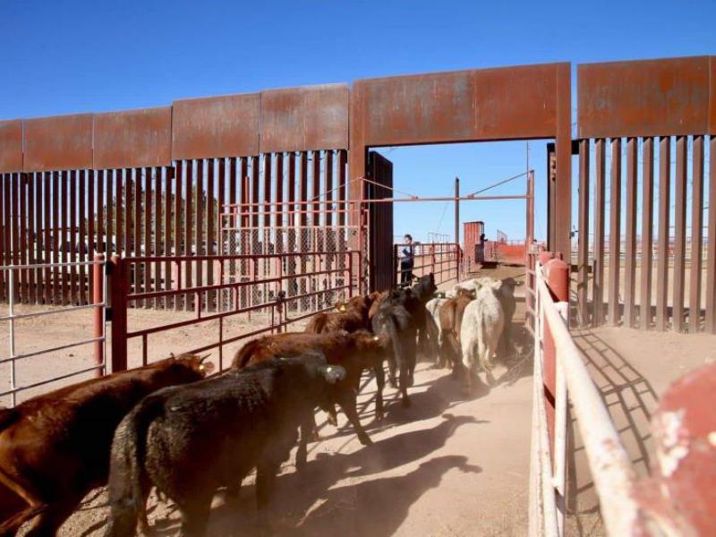 Sonora elevará a mil 500 cabezas diarias la exportación de ganado