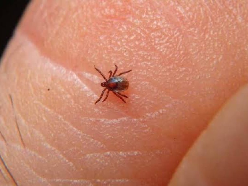 Sonora en los primeros lugares con casos de rickettsiosis