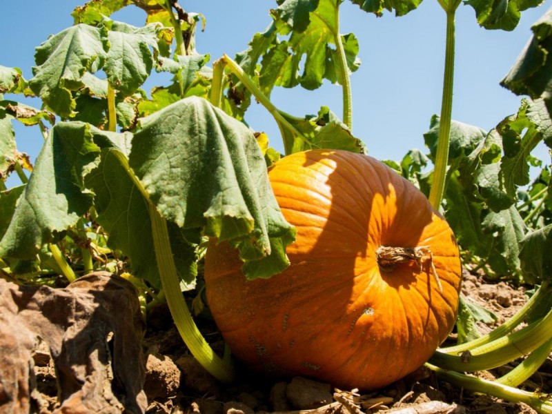 Sonora es el principal productor de calabaza en México