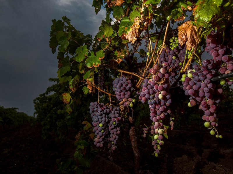 Sonora es principal productor de uva en México