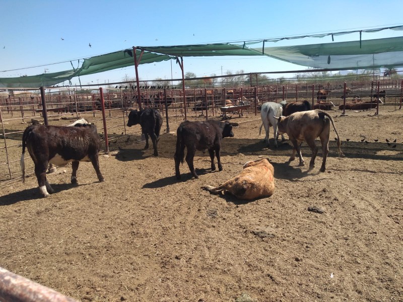 Sonora está libre de brucelosis en ganado bovino