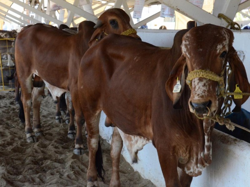 Sonora: ganado libre de enfermedades y de alta calidad