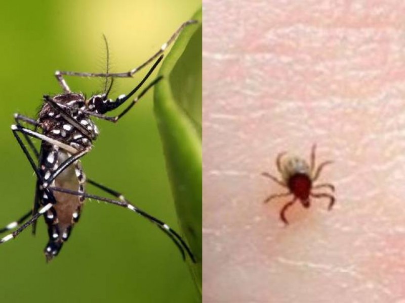Sonora:  libre de dengue y la Rickettsia reduce 35%