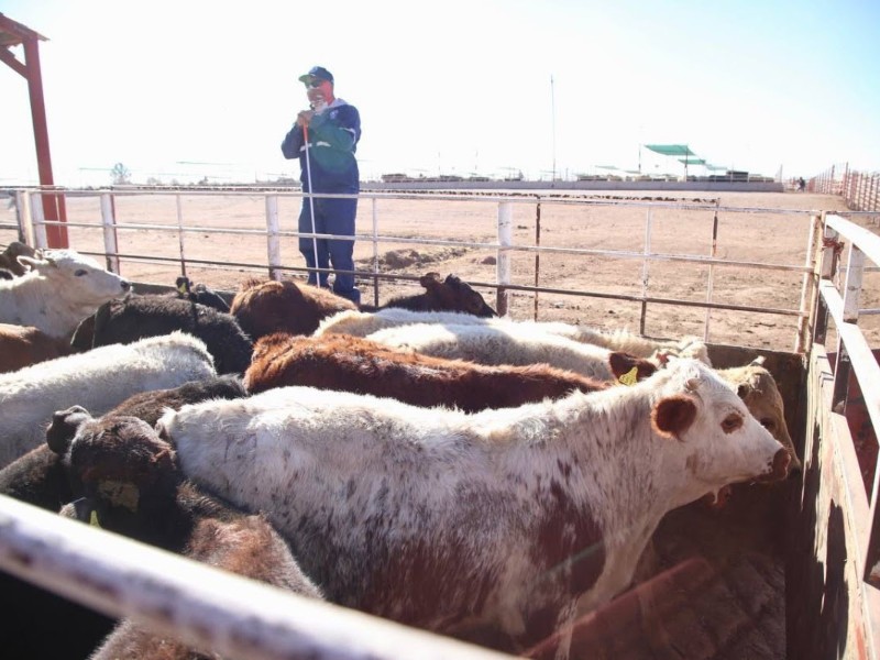Sonora: movimiento de ganado cae 40% por cierre de fronteras