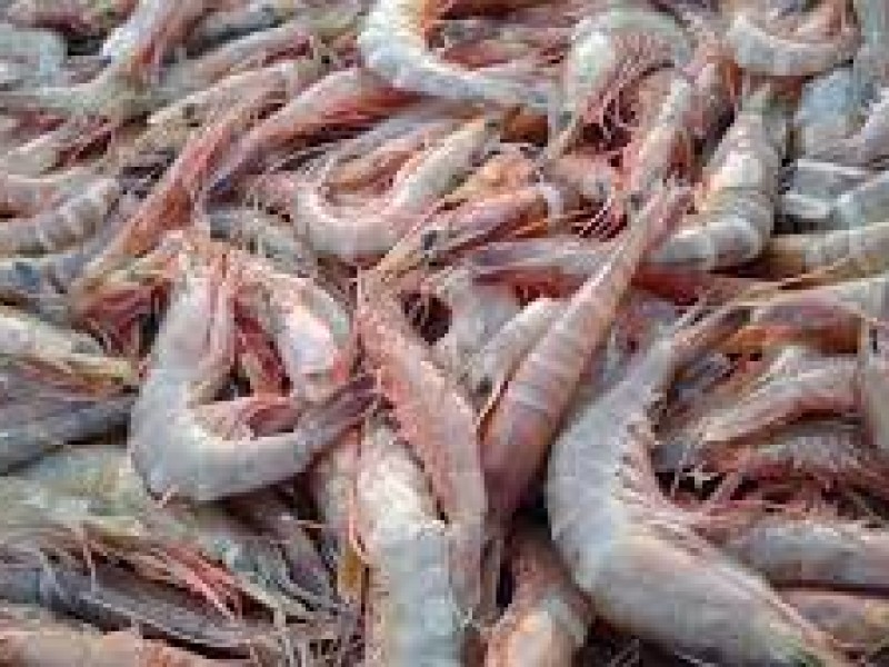 Sonora ocupa Primer Lugar Nacional en producción de camarón