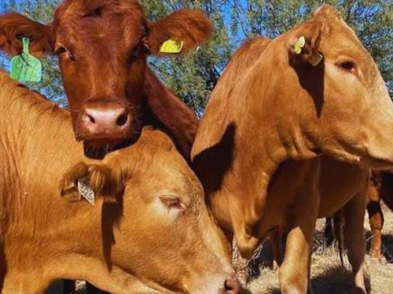 Sonora prevé exportar 2,500 cabezas de ganado tras reapertura de Nogales