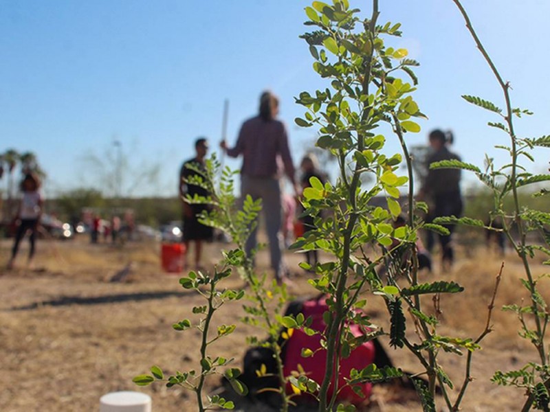 Sonora: Proponen Ley para que solo se cultiven plantas nativas