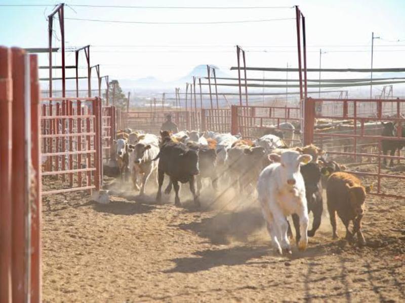 Sonora reactivará exportación de ganado por Agua Prieta