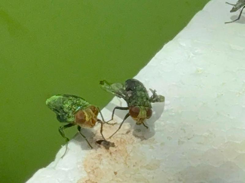 Sonora realiza primera dispersión de 360 mil larvas contra gusano barrenador