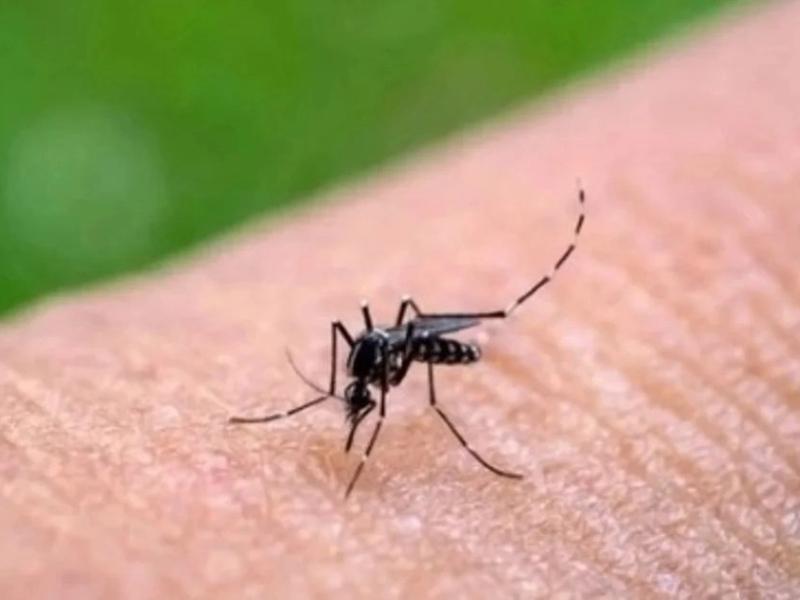 Sonora se mantiene a la cabeza nacional en casos de dengue