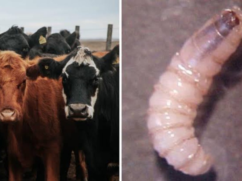 Sonora sigue libre del gusano barrenador: Sader