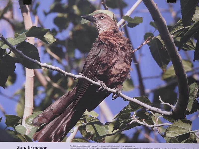 SORPRENDE EXPOSICIÓN DE AVES URBANAS EN EL BOSQUE