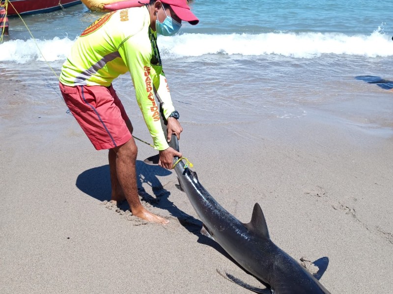 Sorprende pequeño tiburón a bañistas de Puerto Vallarta