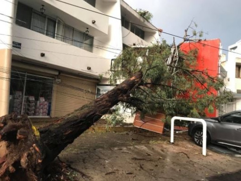 Sorprende tormenta a ZMG; hay varios árboles caídos