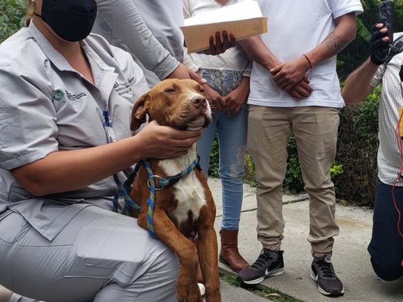 Spay regresa con sus amos tras ser rescatado de socavón