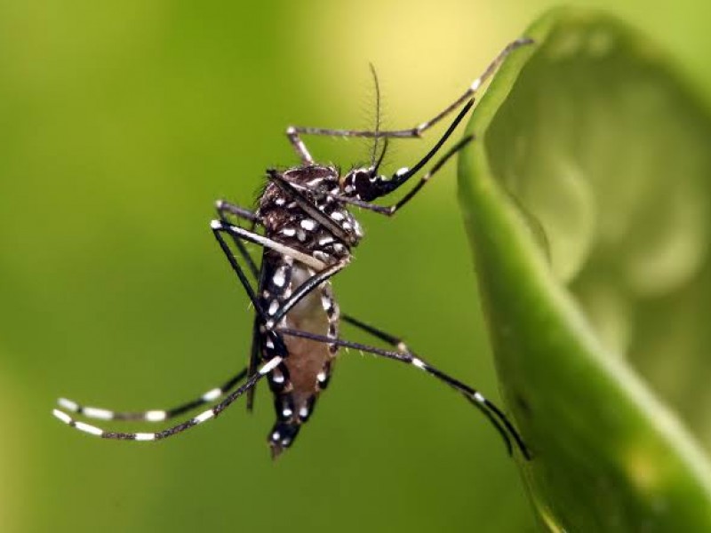 SSA reporta incremento en casos sospechosos de dengue en Guasave