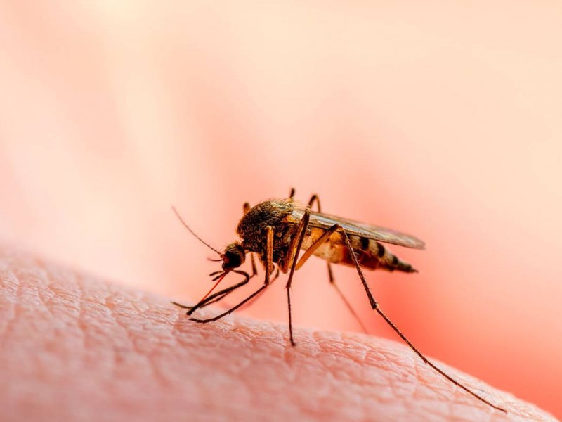 SSJ reporta aumento en casos de dengue en Jalisco