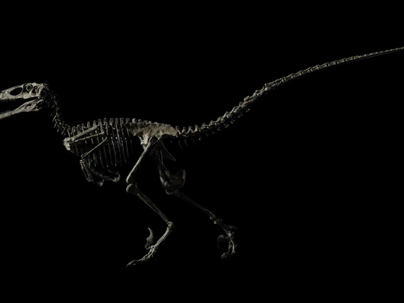 Subastan esqueleto de dinosaurio por 12.4 millones de dólares