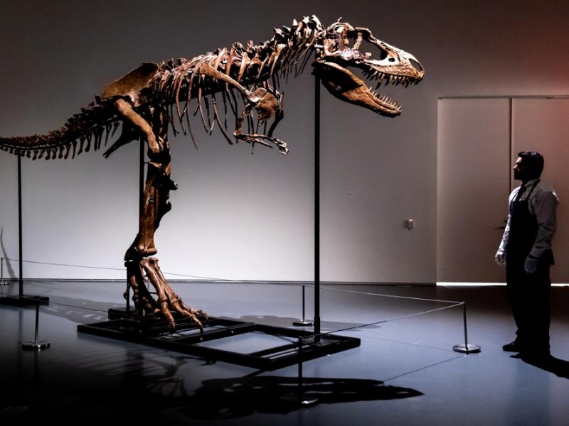 Subastan gorgosaurio de 76 millones de años en Nueva York