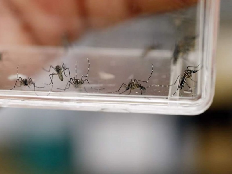 Sube a 65 casos de dengue en Edomex