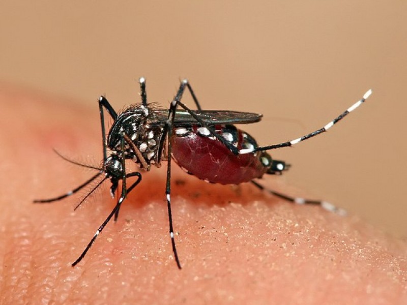 Suben a 10 los casos de dengue en Zihuatanejo