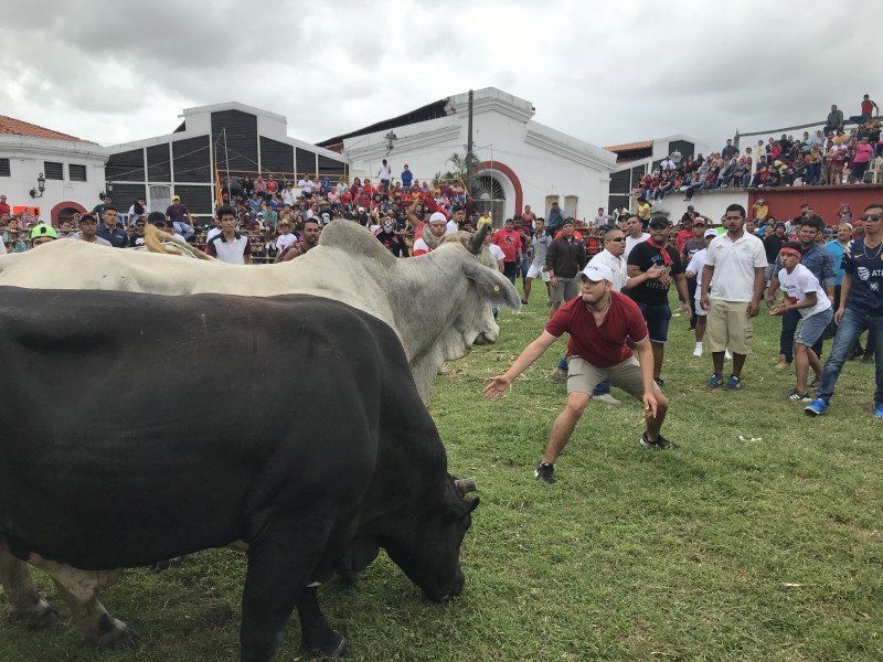 Sueltan toros en Tlacotalpan por fiestas de la Candelaria