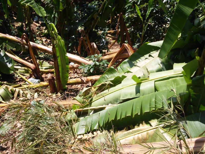 Sufren perdidas productores de plátano en Hueytamalco