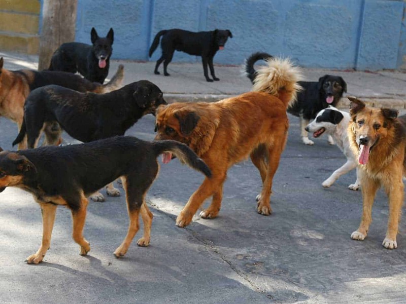 Sufren sobre población de perros callejeros en Navojoa