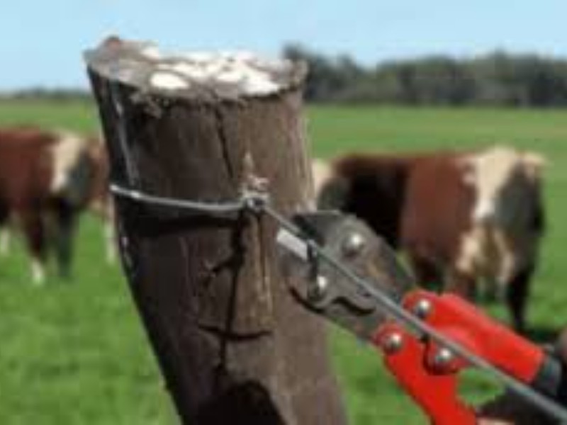 Sujeto es arrestado por robo de ganado ovino