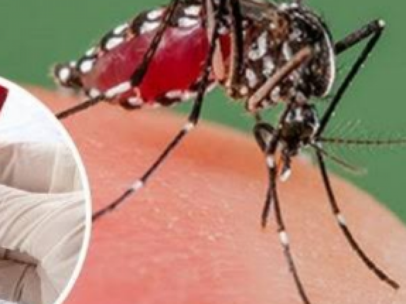 Suma Jalisco 11 casos de dengue en 2020