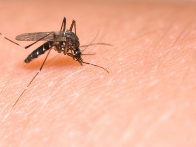 Confirman 13 muertes por dengue en Jalisco