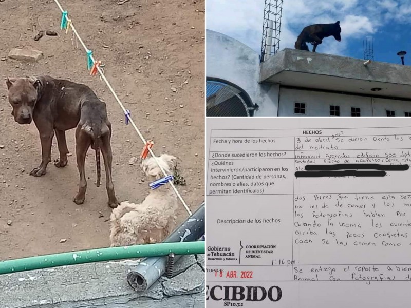 Suman 10 quejas por omisión en casos de maltrato animal