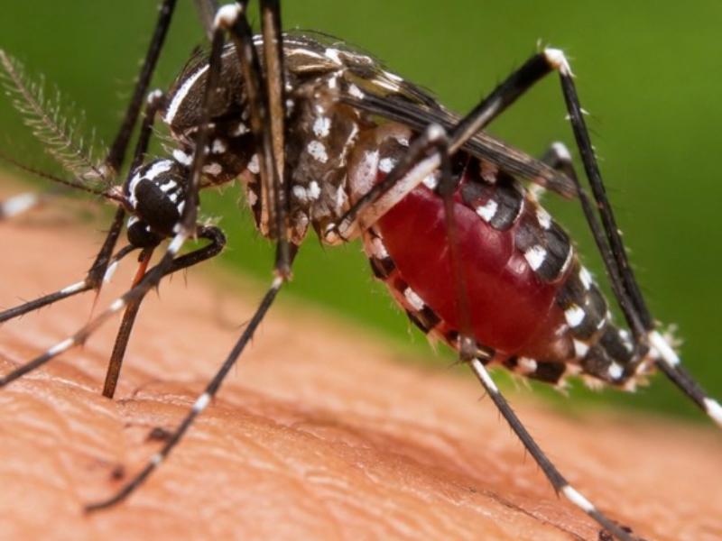 Suman 15 casos de dengue en Zacatecas; Juchipila concentra nueve