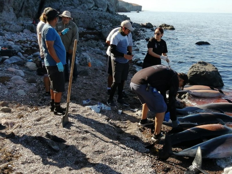 Mueren 32 delfines en hábitat de la vaquita marina