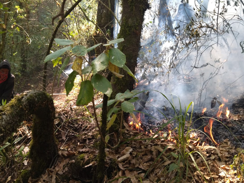 Suman 5 brigadistas muertos por incendios forestales