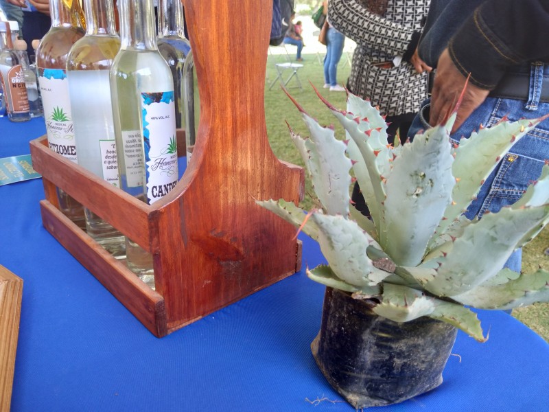 Suman 60 productores a proyecto clúster de Agave