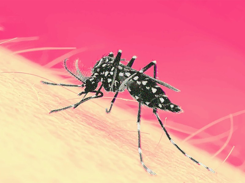 Suman 64 casos positivos de dengue en Querétaro