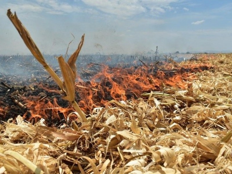 Suman 9 incendios en campos agrícolas por quema de soca