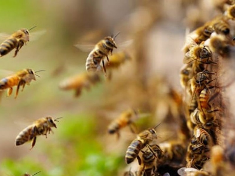 Suman esfuerzos para rescatar abejas en La Laguna